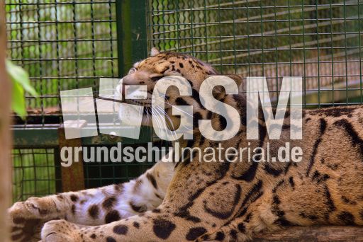 Nebelparder (21).jpg